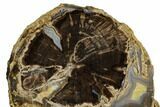 Polished Petrified Wood Limb (Schinoxylon) End-Cut - Wyoming #184845-1